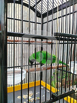 Cucak ijo on bright eat ant