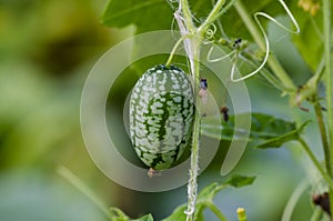 Cucamelon aka mousemelon in garden