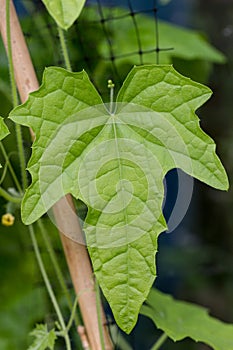 Cucamelon leaf on stake photo