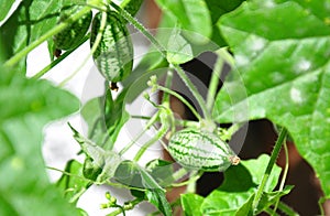 Cucamelon (Melothria scabra)