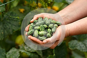 Cucamelon, Melothria scabra or mousemelon, mexican fruit freshly harvested in farmer`s hand in summer kitchen garden
