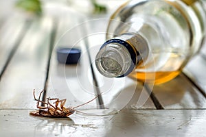 Cucaracha 2 photo