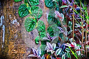 Cucaracha Plant with vines on Costa Rican rainforest tree trunk