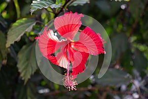 Cucarda flower in the middle of the garden