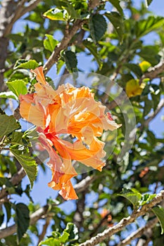 Cucarda plant, known as the species Hibiscus rosa-sinensis, class Magnoliopsida, belongs to the plant family Malvaceae. photo