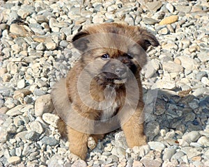 Cucciolo in Bhutan