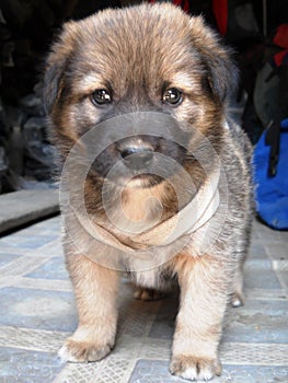 cucciolo di cane tenerissimo