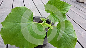 Cucember plant on wooden veranda