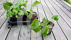 cucember plant on wooden veranda