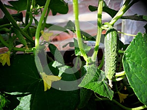 Cucember plants in the garden