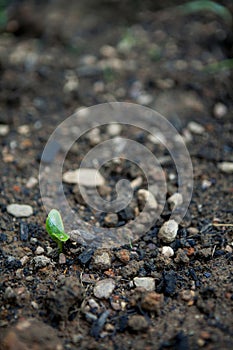 Cucurbit Shoot Vertical
