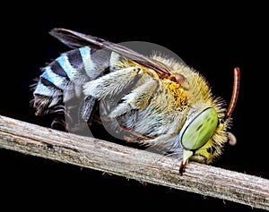 Cuckoo bee