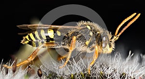 Cuckoo Bee, Nomada, Bee photo