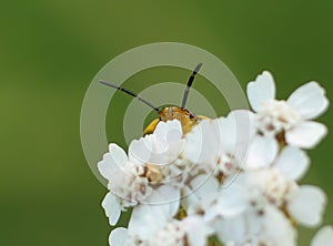 Cuckoo. A beetle peeks out from behind a flower. photo