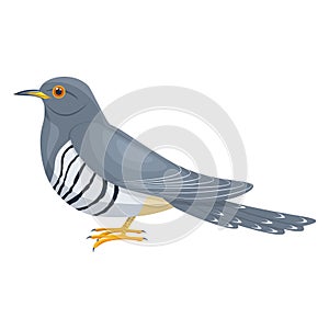 Cuckoo bird illustration isolated on white background