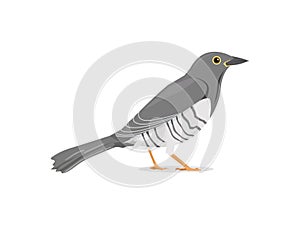 Cuckoo Bird Stand Still Vector Illustration