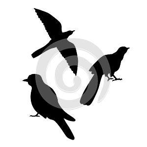 Cuckoo bird vector silhouettes
