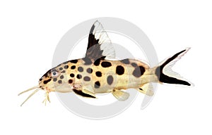 Cuckoo catfish Synodontis multipunctatus freshwater aquarium fish