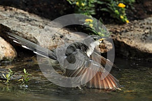 Cuckoo Cool-down (Yellow-billed Cuckoo)