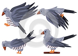 Cuckoo cuculidae bird poses fly stand with grey white color graphic illustration photo