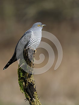 Cuckoo, Cuculus canorus