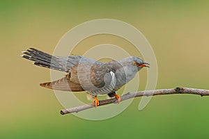 Cuckoo ( Cuculus canorus )