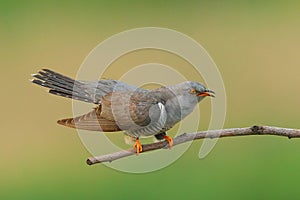 Cuckoo ( Cuculus canorus ) photo