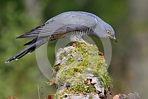 Cuckoo, Cuculus canorus, single bird photo