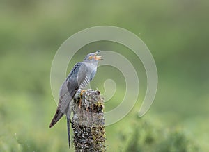 Cuckoo eaten grubs in the forest of the Scottish highlands