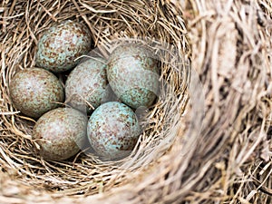 Cuckoo egg in the nest among other eggs