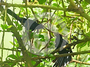 Cuckoo fight for area  in habitat