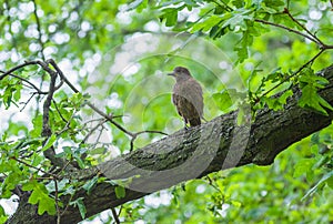 Cuckoo fledgling