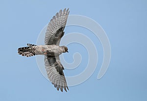 Cuckoo in flight photo