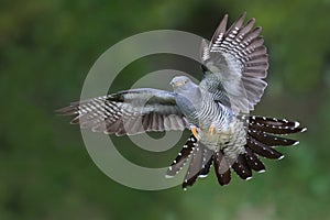 Cuckoo in flight photo