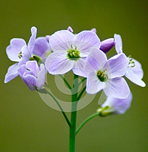 Cuckoo Flower