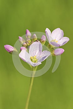 Cuckoo Flower