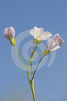 Cuckoo Flower