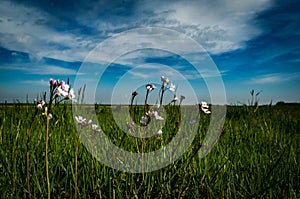 Cuckoo flower