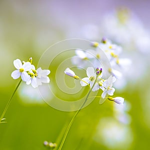 Cuckoo flower with blurred Background square format photo