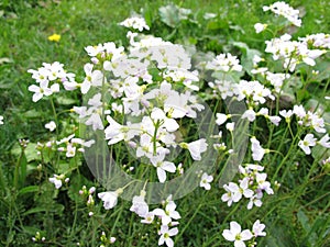 Cuckoo flower, Cardamine pratensis