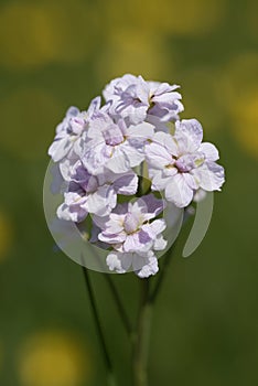 Cuckoo flower, cardamine pratensis