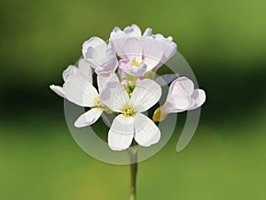 Cuckoo flower (Cardamine pratensis) photo