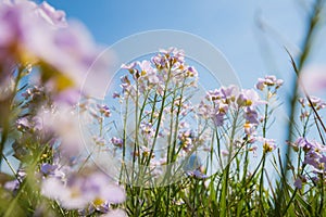 Cuckoo flower (Cardamine pratensis)