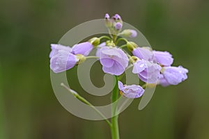 Cuckoo flower Cardamine pratensis, violet-pink flower