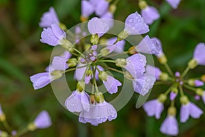 Cuckoo flower Cardamine pratensis, violet-pink flowers