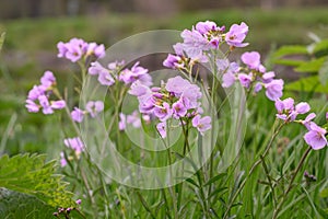 Cuckoo flower Cardamine pratensis, violet-pink flowers in a meadow