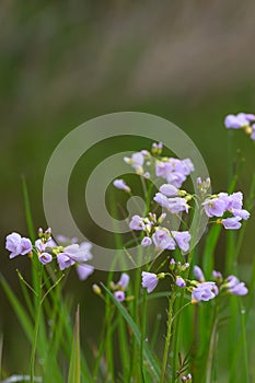 Cuckoo flower Cardamine pratensis, violet-pink flowers in a spring meadow