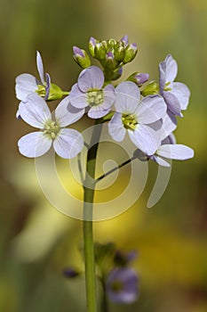 Cuckoo Flower or Lady's Smock photo