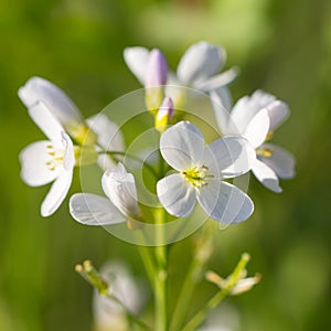 Cuckoo-flower macro