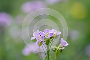 Cuckoo flower purple wildflower in the meadow